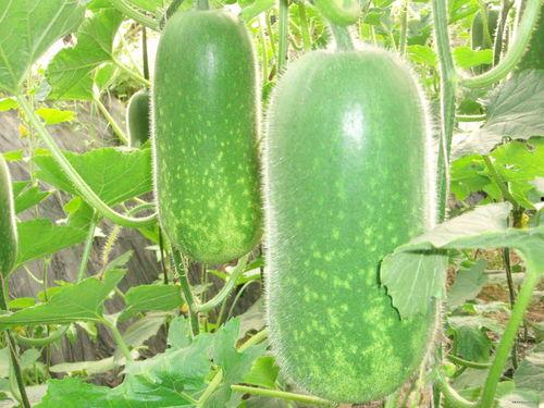 51热门大瓜今日大瓜最新 吃瓜是什么意思